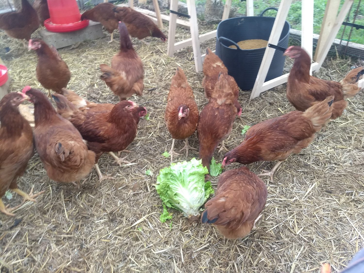 Gallinas de Finca La Mies